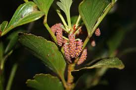 Image result for Phyllocladus