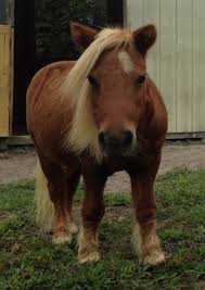 Cross stitch fabrics, cross stitch kits, stitching supplies Mlppreservationproject