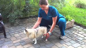 Engage with your community and support the local businesses. Dog Rehabilitation Three Legged Stand 612 925 1121 Youtube