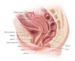 The female urethra is located immediately behind (posterior to) the pubic symphysis and is after passing through the urogenital diaphragm (as shown in the diagram), the female urethra ends at the. Vaginal Abnormalities Urogenital Sinus Symptoms Diagnosis Treatment Urology Care Foundation