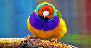 L'exposition d'oiseaux exotiques et oiseaux de volières qui a eu lieu à seissan est organisée depuis déjà quelques années par le club ornithologique de bigorre et attire tous les ans de très nombreux curieux et acheteurs. Decouvre Les 10 Oiseaux Les Plus Beaux Du Monde