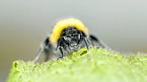I know, i'm not the only flower you see but what can i do you are a good looking bee honey, it's a job it's a dream come true you're my favourite flower when i'm. Nature Bumblebees Clever Trick Fools Plants Into Flowering Bbc News