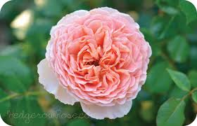 (his birthplace is often incorrectly given as dudley in worcestershire). Growing David Austin S Abraham Darby Rose