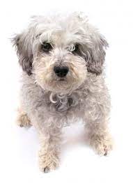 How much does a black giant schnoodle cost? Schnoodle Rescue Lovetoknow