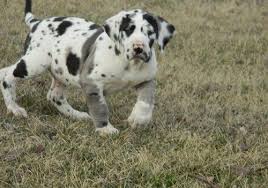 Want to learn more about big paws ranch? Great Dane Puppies For Sale Land O Lakes Fl 199225