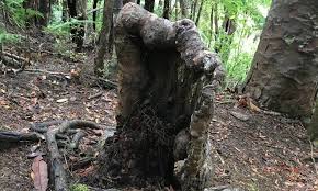 View in gallery outdoor tree stump decorating ideas make view in gallery tree stump ideas furniture decorating imagitarium large tree log aquatic decor petco our gallery of tips that are imagitarium large tree log aquatic decor petco has qualified advice advice on all before you create a start, you you must know learn, from finding the perfect one. A Tree Stump That Should Be Dead Is Still Alive Here S Why