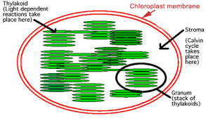 Start studying chloroplasts and mitochondria answers. Assignment 6 Page 1