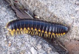 Black And Yellow Centipede North Carolina Flatbacked Millipede What S That Bug