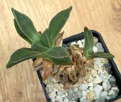 Image result for Nananthus