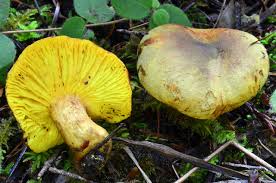 Image result for Gymnosporia arenicola