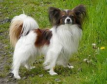 Papillon Dog Wikipedia