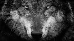 We did not find results for: Black And White Wolf Wallpaper Novocom Top