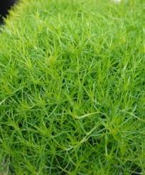 Image result for Sagina