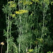 Image result for Foeniculum vulgare