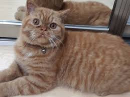 Garfield Cinsi Kedi