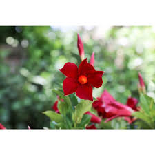 Costa Farms 1 Qt Premium Mandevilla Plant Red Flowers In Grower S Pot 4 Pack 4manred4pk The Home Depot Summer Flowers To Plant Plants Red Flowers