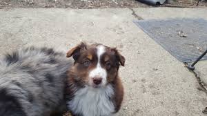 Breeders of quality toy australian shepherds and mini australian shepherd puppies in all colors, blue merle. Mini Aussies For Sale Stonger Miniature Aussies