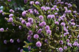 What makes a flower bee friendly? How To Make Your Garden Native Bee Friendly Csiroscope