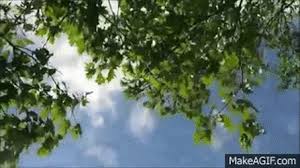 An animated tree, to be scaled and used as background element. Top 30 Whitenoise Media Gifs Find The Best Gif On Gfycat