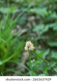 Image result for Kyllinga squamulata