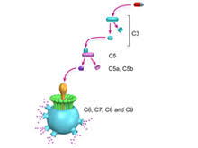 Image result for Complement Pathway
