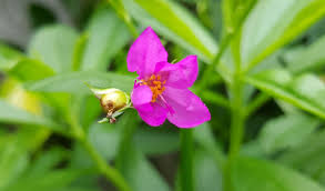 Image result for Talinum crispatulum