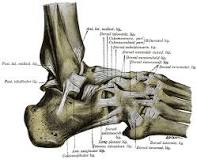 Image result for icd 10 code for right anterior talofibular ligament tear