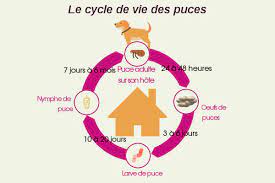 Check spelling or type a new query. Comment Se Debarrasser Des Puces Sur Un Chien