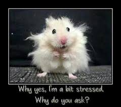 Click to get more about lucky animals. Stress Funny Animal Pictures Funny Animals Animals