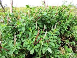 Image result for Phytolacca dodecandra