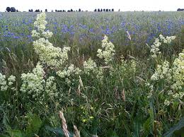 Image result for Galium scabrellum