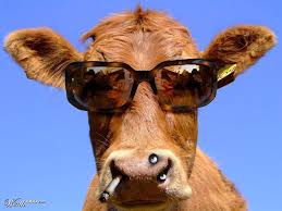 The Coolest Cow Cow Art Contest Cool Stuff