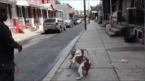 The best philadelphia pet sitters are here. Pets For Life Offers Services To Philadelphia Neighborhood Youtube