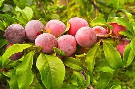 Small size means anyone can have their multiple fruit harvest within a 10 x 10 patch of yard or less. Multi Graft Fruit Trees Add Flavor In Less Space Alden Lane Nursery