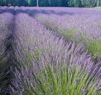 Plant Finder - Plant & Flower Selection Guide | High Country ...
