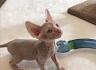 Sphynx Kittens For Sale by Reputable Breeders | Pets4You