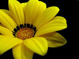 Yellow Flower Yellow Flower Pictures Yellow Flowers Names Yellow Flower Wallpaper