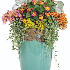 Image result for Coccinia senensis