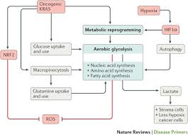 The earlier pancreatic cancer is diagnosed and treated, the better the prognosis. Pancreatic Cancer Nature Reviews Disease Primers