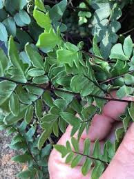 Image result for Cheilanthes quadripinnata