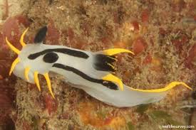 Image result for Pleurostylia capensis