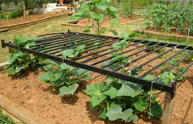 Love The Lazy Genius Melon Method To Keep Those Juicy Babies Off The Ground Way To Repurpose Squash Trellis Growing Pumpkins Cucumber Trellis