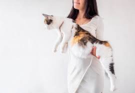 Your mucus plug is a protective collection of mucus in the cervical canal. Pregnant Cat Here Are The Most Important Factors To Consider Cat S Best