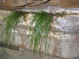 Image result for Vittaria elongata