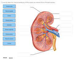 The blood supply to the kidneys originates from the paired renal arteries, which branch into segmental arteriesat the renal hilum. Correctly Label The Internal Anatomy Of The Kidney As Viewed From