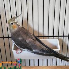 Grey Sultan Papagani Papagan Papaganlar Hayvan
