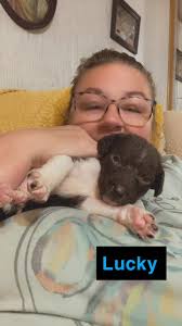 Profile for Adorable Labradoodle