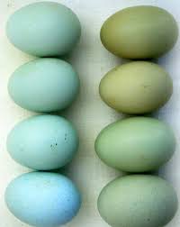 Check spelling or type a new query. 1 Easter Egger Ameraucana And Araucana What S The Difference Chicknsrock S Guide To Telling Them Ap B Chickens Backyard Araucana Chickens Chicken Breeds