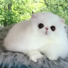 Wonder What Your Cat Does While You Are Sleeping Cat Pet Sleeping Cats Video Video In 2020 Cute Baby Animals Pets Cute Animals