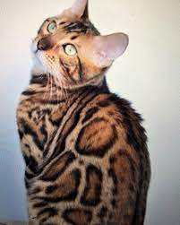 We Have New Girls Coming From Ukraine Russia And Belarus Pk Deficiency Negative Pra B N We Hcm Screen Bengal Kitten Bengal Cat Kitten Bengal Kittens For Sale